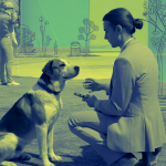 Un chien recevant un dressage éthique et innovant en 2025